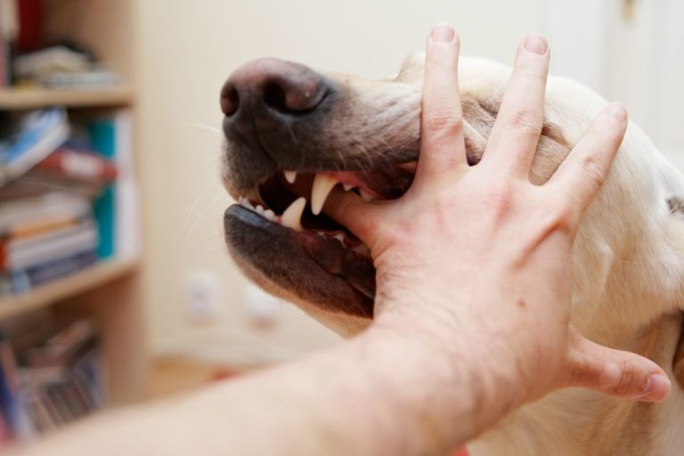 Do American Bullies Bite? 6 Reasons and How to Stop Them