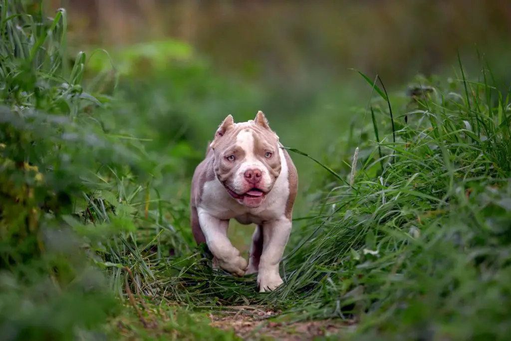 a photo of an American bully running to show that American bullies can run