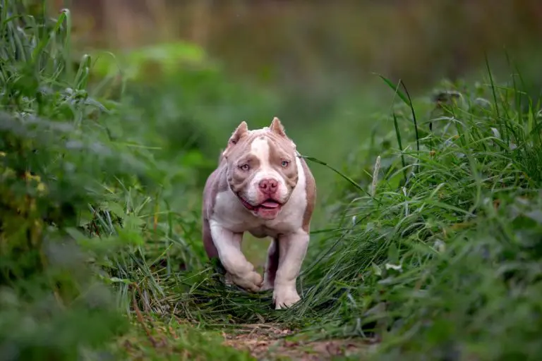 Can American Bullies Run? Every Bully Owner Should Know This
