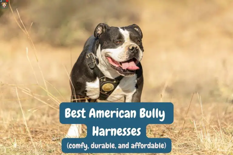The 5 Best Harnesses for American Bullies in 2022 – Comfy & Durable