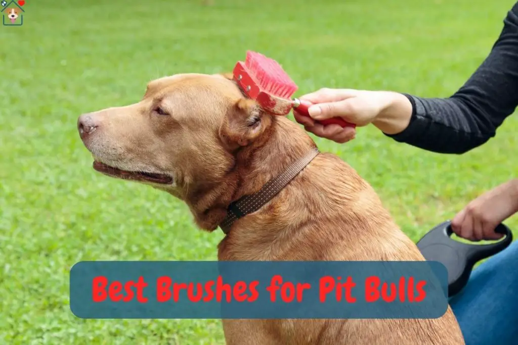 Pit Bull getting groomed to show one of the best Brushes for Pit Bulls 