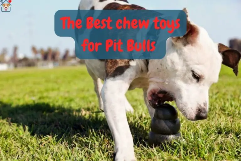 The 7 Best Chew Toys For Pit Bulls in 2022 That’ll Stand Their Teeth