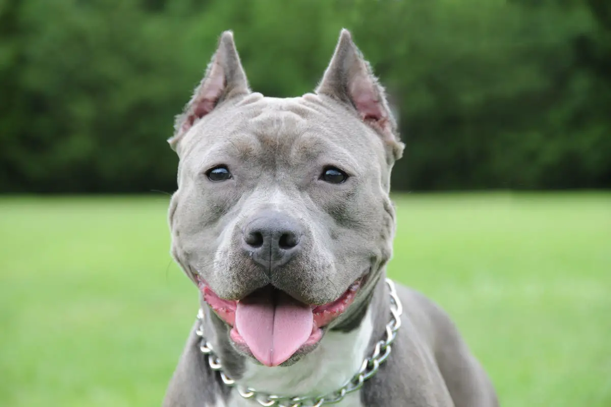 Do American Bully Ears Stand Up? The 4 Types of Bully Ears Explained