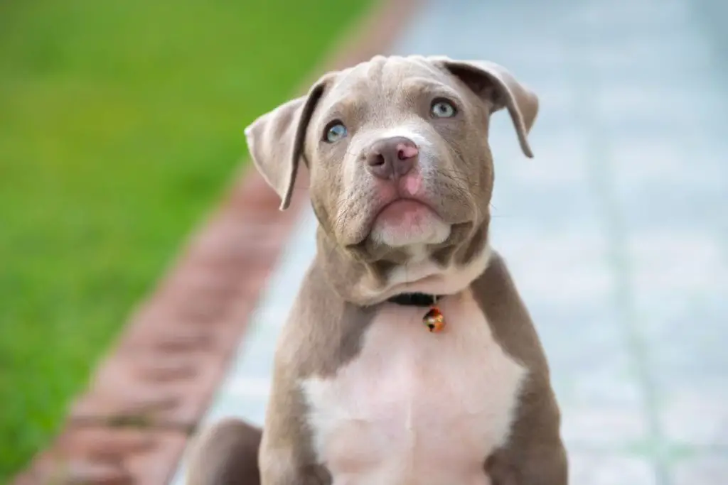a photo of a blue fawn bully to show what it looks like