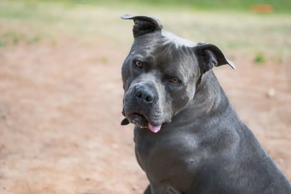 a photo of an American bully to show if it can kill you