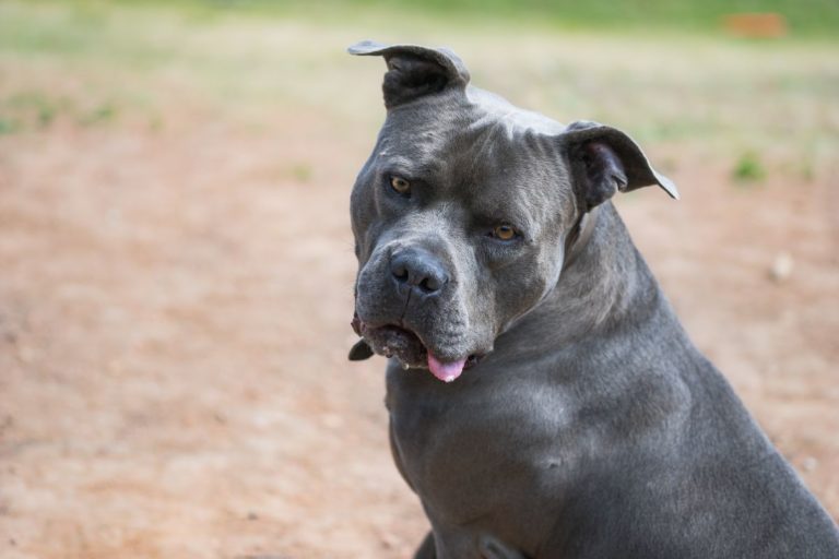 Can an American Bully Kill You?