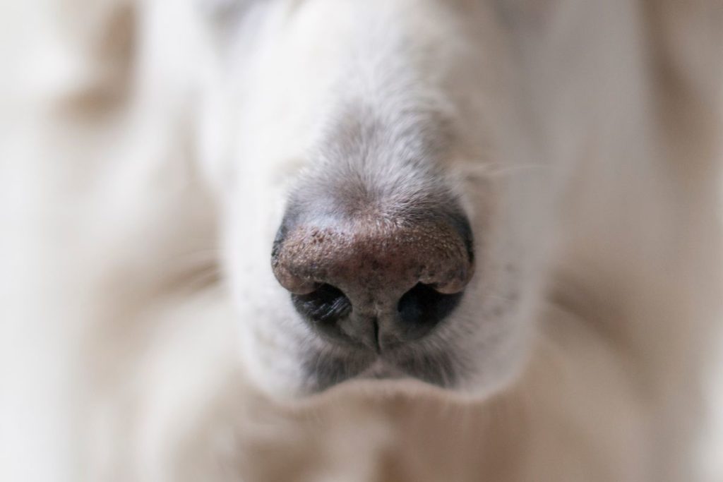 a photo of a snout to answer why does my pit bull snort