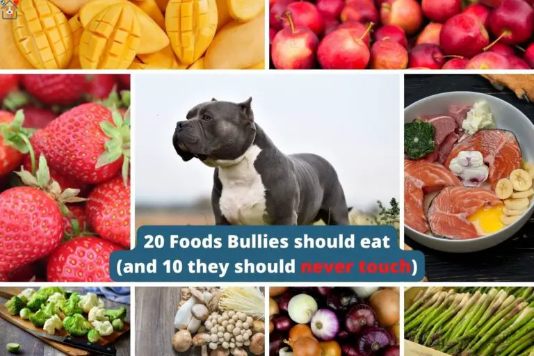 What Can My American Bully Eat? 20 Fruits & Veggies to Eat & 10 to Avoid