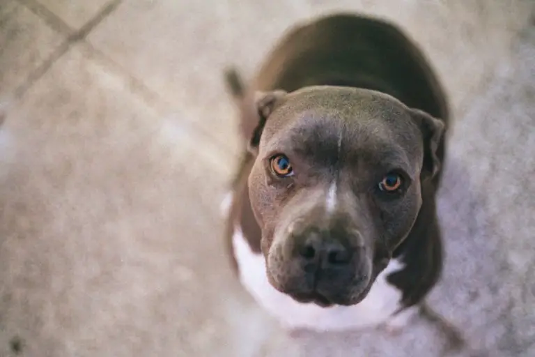 Why Does My Pit Bull Snort? And How to Help It Stop Snorting?