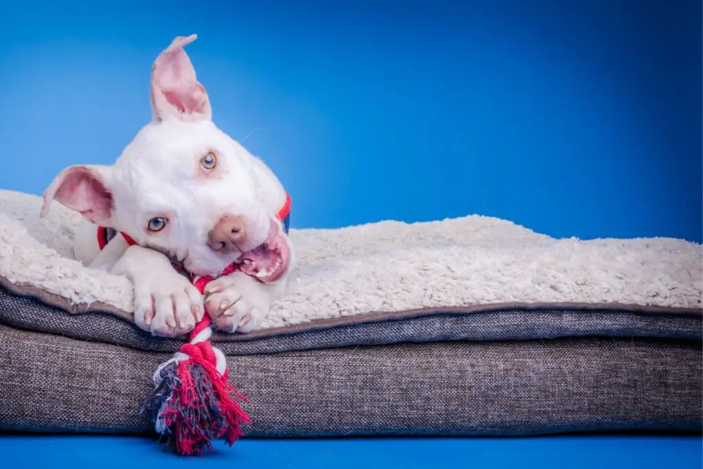 a photo of a pit bull in bed to show the best beds fr pit bulls
