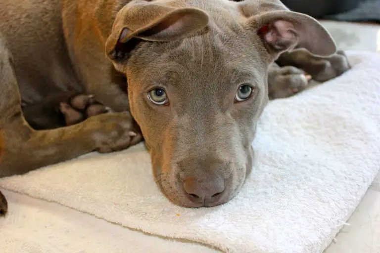 What Do Pit Bulls Die From? 5 Causes of Pitties Deaths (With Stats)