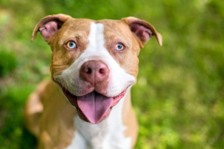 Is Pit Bull One Word or Two? And Why It Really Matters