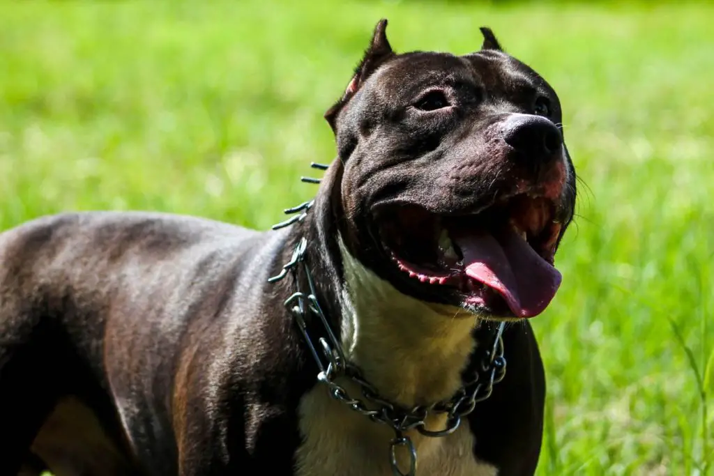 a photo of a pit bull to show what a gator pit bull looks like