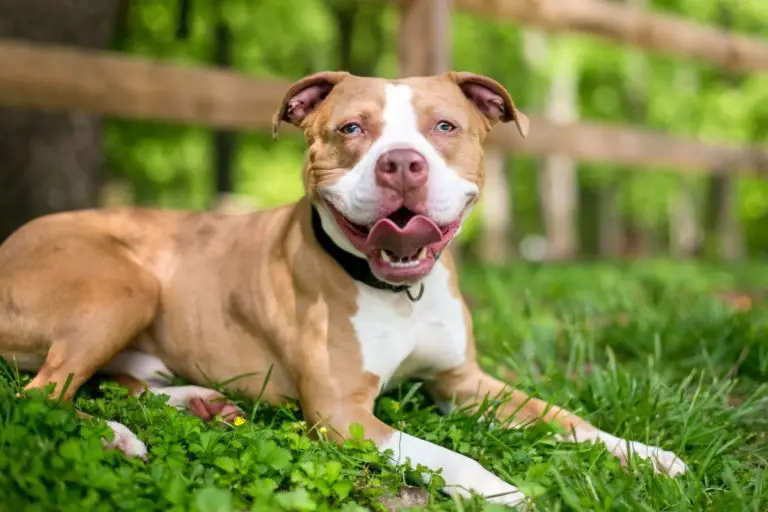 How Long Do Pit Bulls Live? Make Yours Live Longer With These Tips