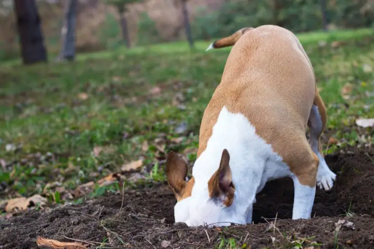 Do Pit Bulls Dig? 5 Reasons Why Pit Bulls Dig and How to Stop Them