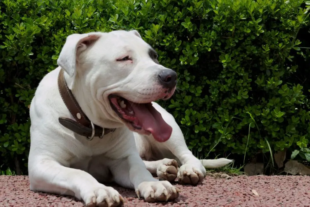 a photo of a white pit bull to show what the look like