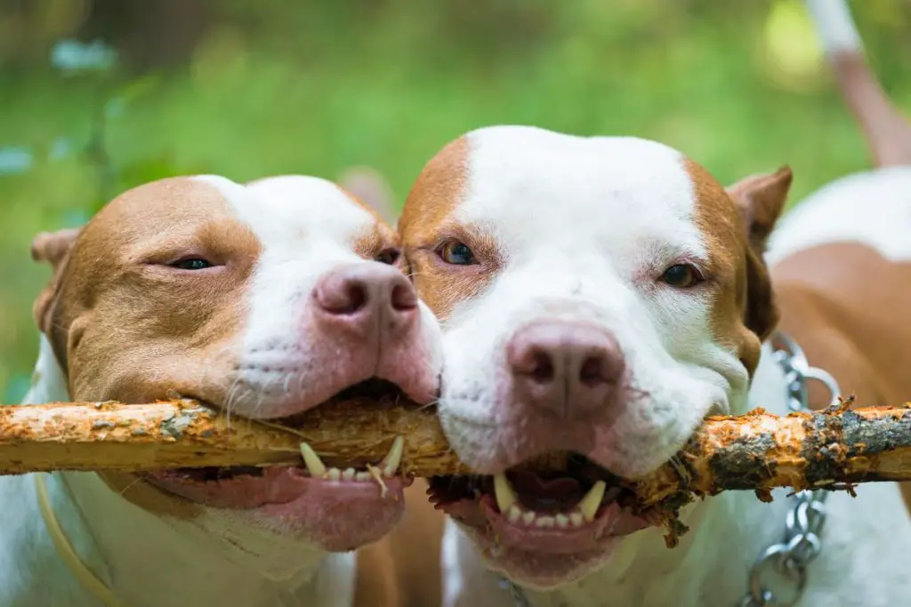 a photo of pit bulls biting on a stick to show a strong a pit bull's bite is