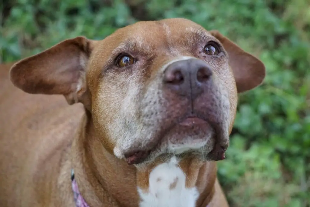 a photo of a senior pit bull to show if pit bulls do get dementia