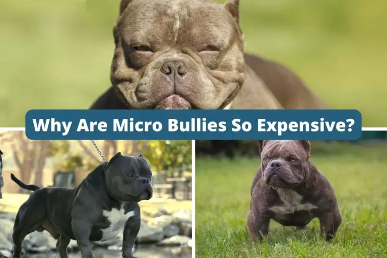 Why Are Micro Bullies So Expensive? 5 Reasons For The High Price