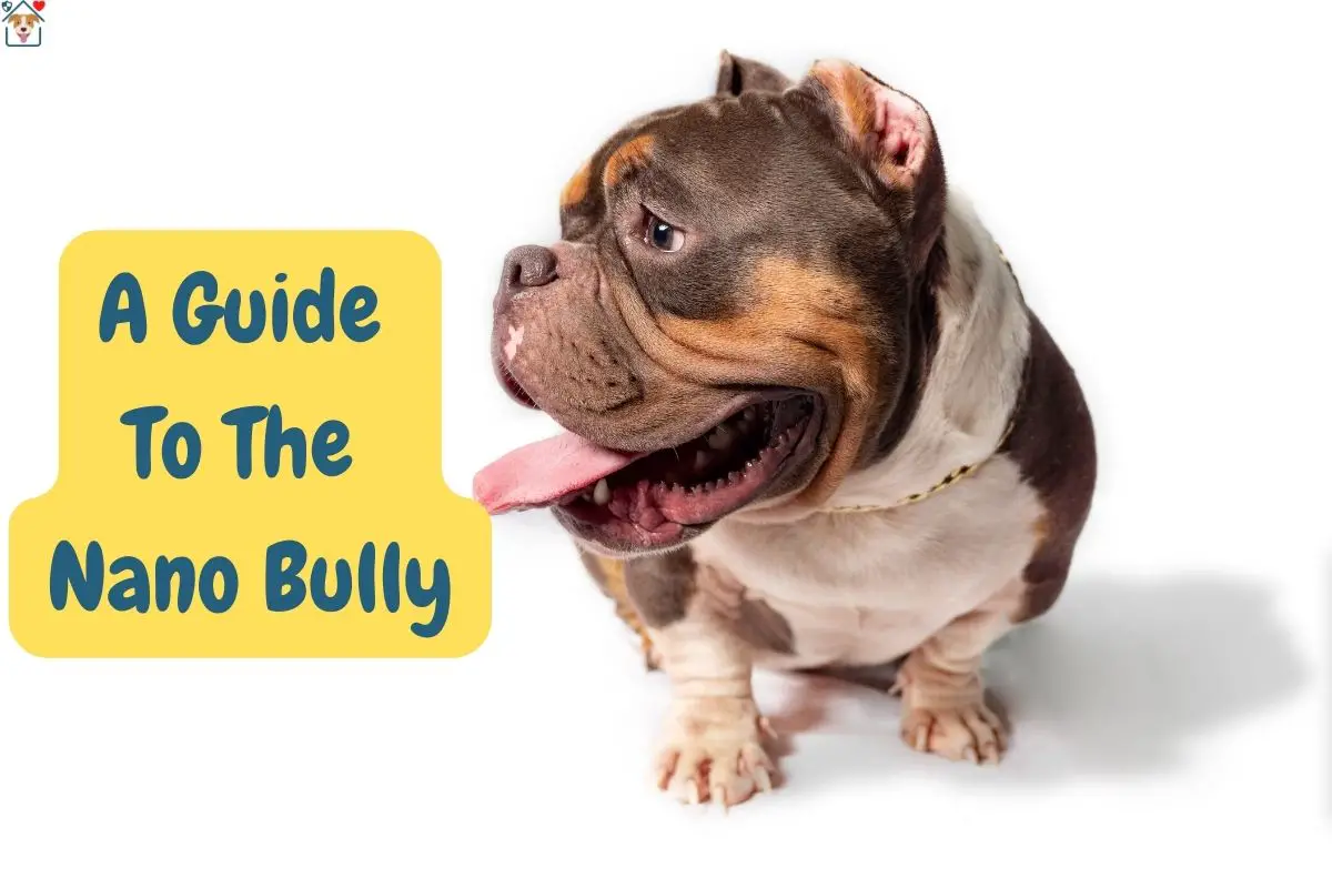 A Guide to the American Nano Bully Dog