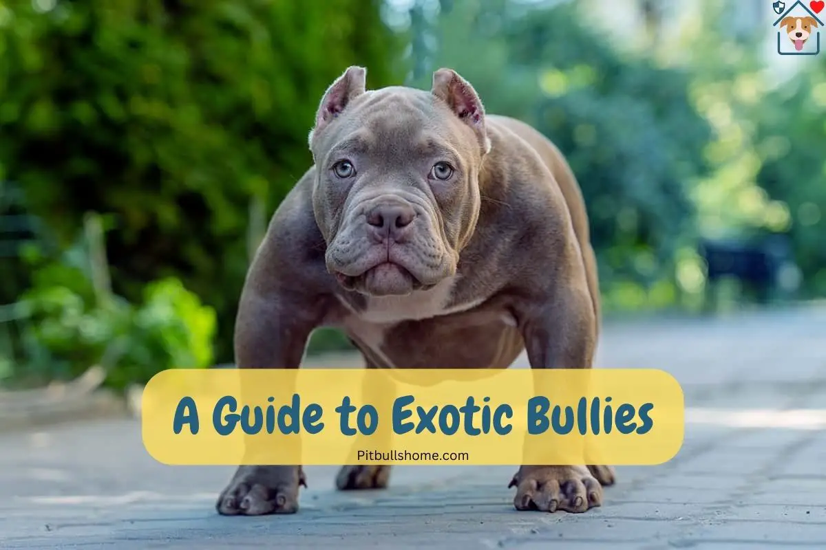 An exotic bully
