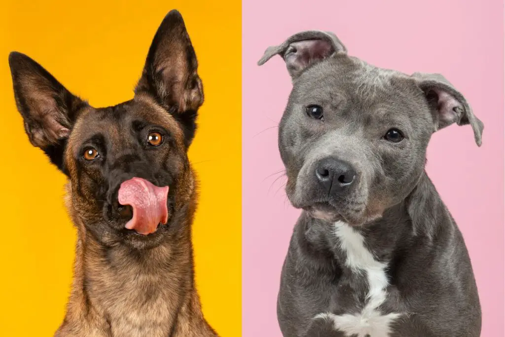 a photo  of a belgian malinois and a pit bull to show the Belgian Malinois Pit Bull Mix