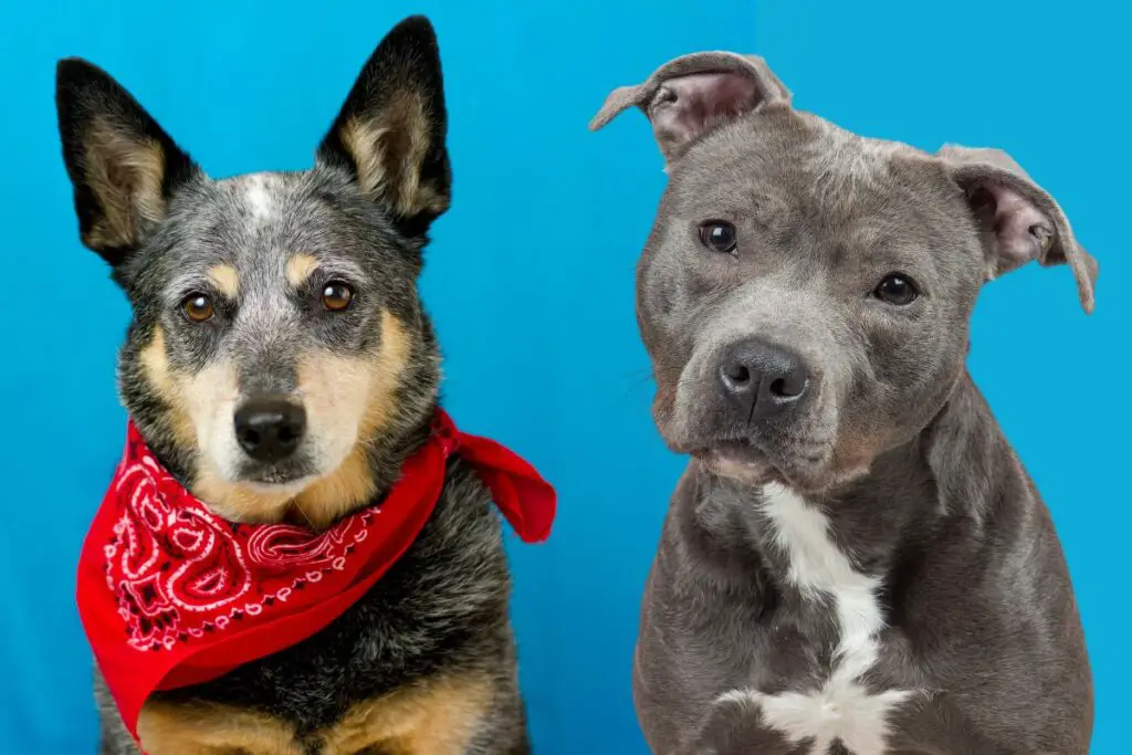 a photo of a blue heeler and a pit bull to show the Blue Heeler Pit Bull mix characteristics 