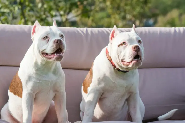 Does Wisdom Panel Test for American Bullies? What Wisdom Panel Tests
