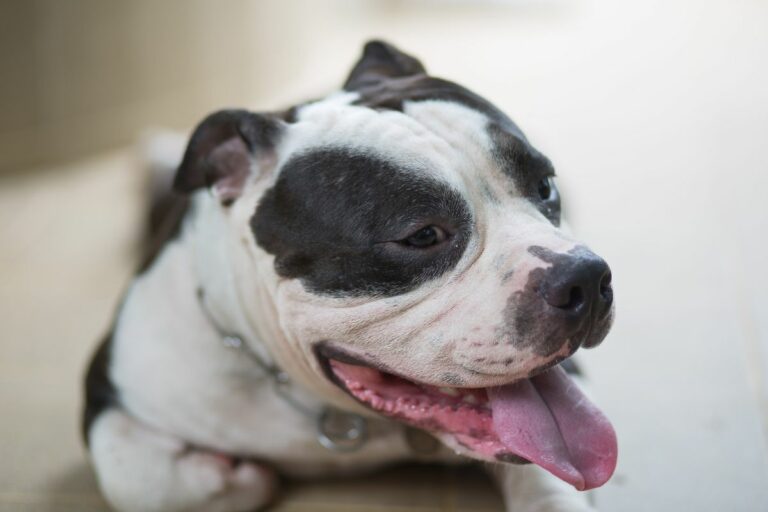 Why Does Your American Bully Fart So Much? 8 Reasons and Solutions