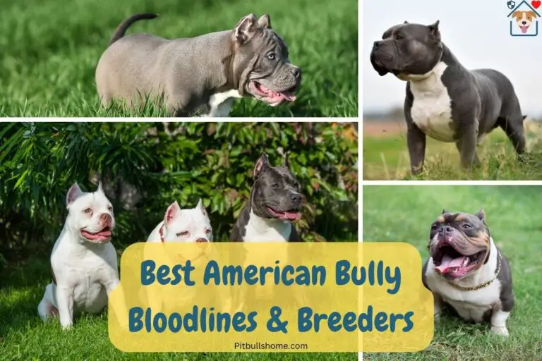 The Best American Bully Bloodlines and Breeders (Photos & Prices)