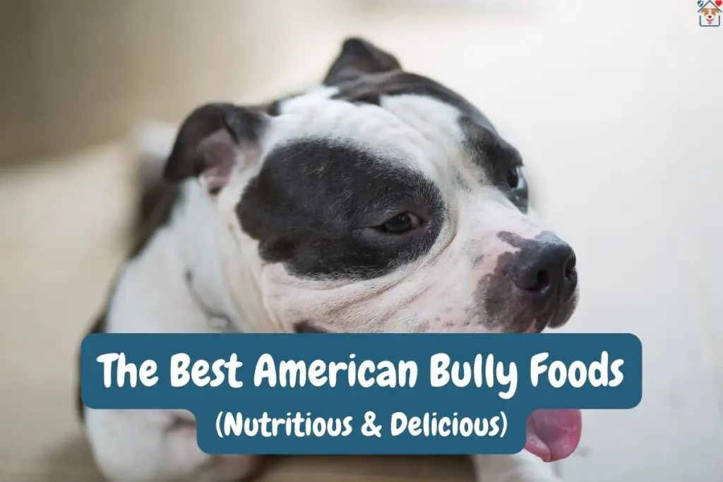 american bully to show the best american bully foods