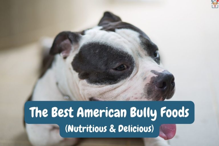 The 13 Best American Bully Foods in 2022 – Nutritious & Delicious