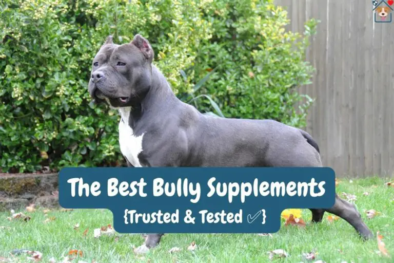The 25 Best Bully Supplements in 2022 For Muscles [Trusted & Tested]