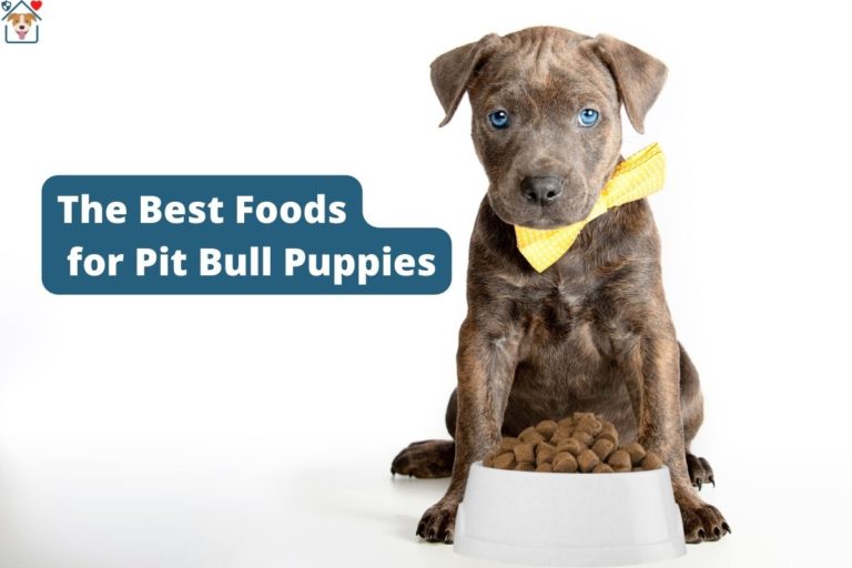 The 13 Best Food for Pit Bull Puppies in 2022 To Grow Strong & Healthy