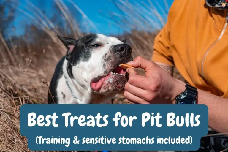 The 11 Best Treats for Pit Bulls in 2023 [For Training & Sensitive Stomachs]