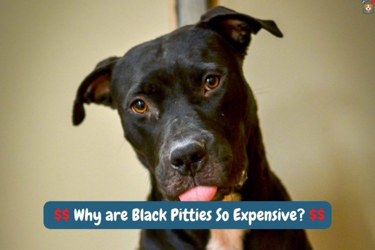 How Much Is a Black Pit Bull? And Why Are They So Expensive