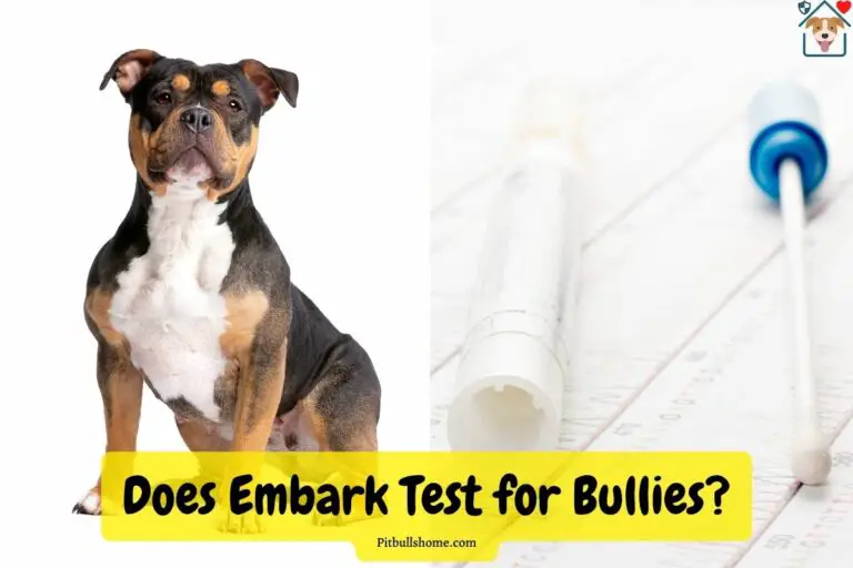 Does Embark Test for American Bullies? We Tested!