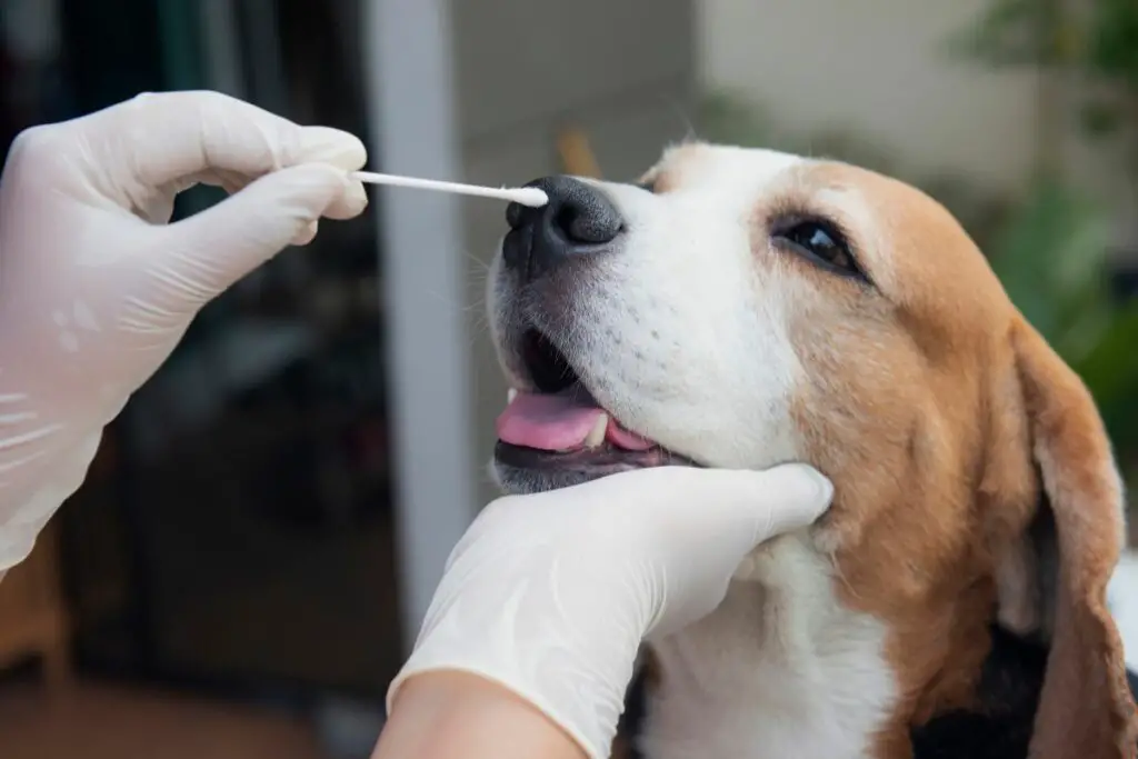 a photo of a dog taking a DNA test to show does wisdom panel test for American Bullies