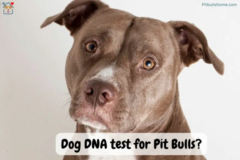Can Dog DNA Tests Show Pit Bulls? The Best Dog DNA Test for Pit Bulls