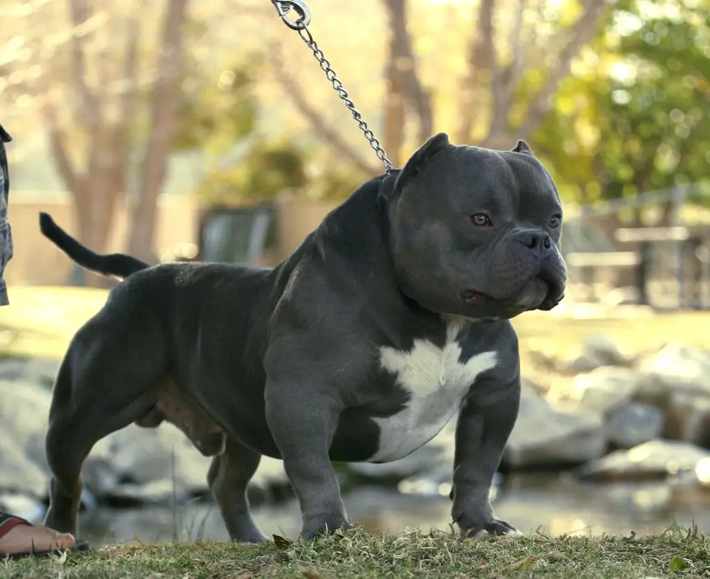 a photo of the exotic bully to show its characteristics