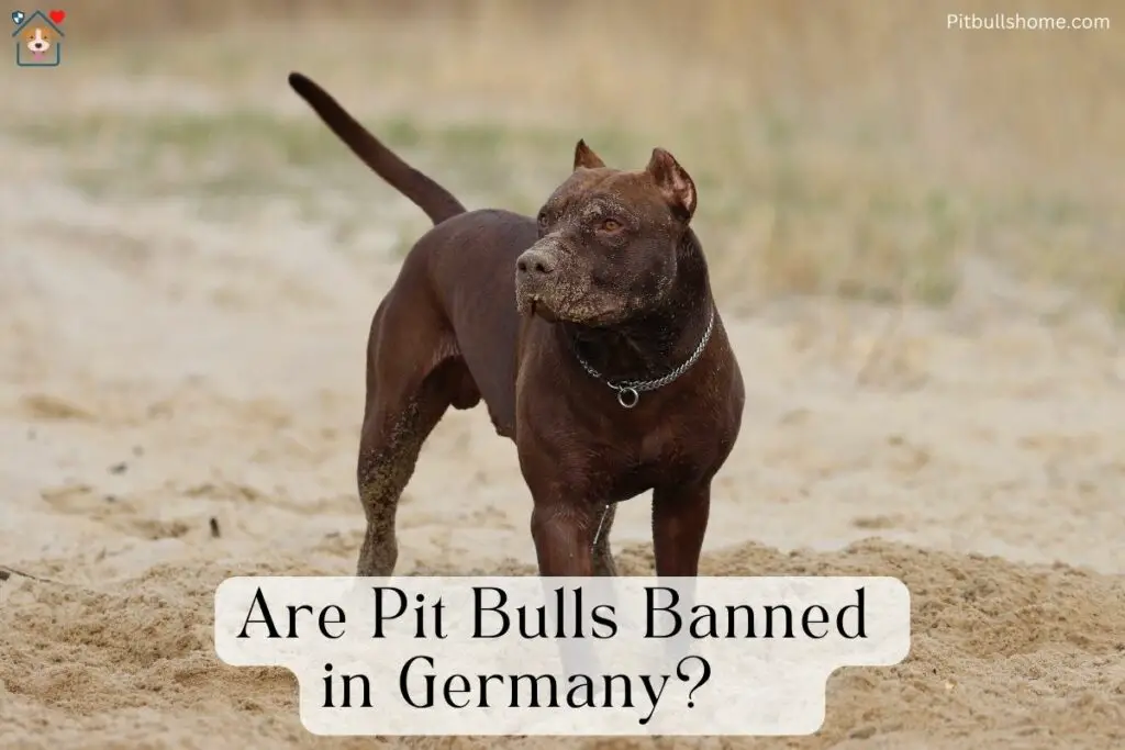 A brown pit bull to answer are pit bulls banned in Germany 