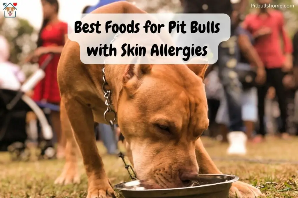 pit bull eating from a bowl to show the best foods for pit bulls with skin allergies