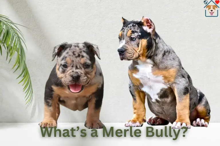 A Guide to the Merle Bully – What Makes Them So Special (2024 Guide)