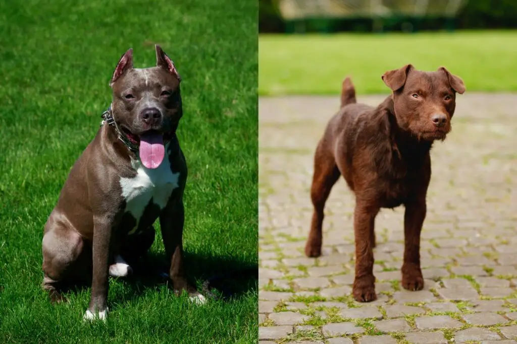 a photo of the pocket pit bull parent breeds to show what is a pocket pit bull