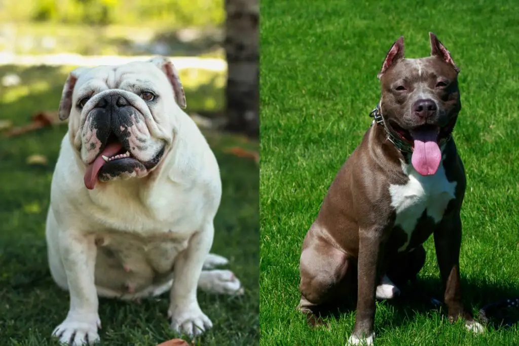 a photo of a bulldog and a Pitbull to show what a bully pit is