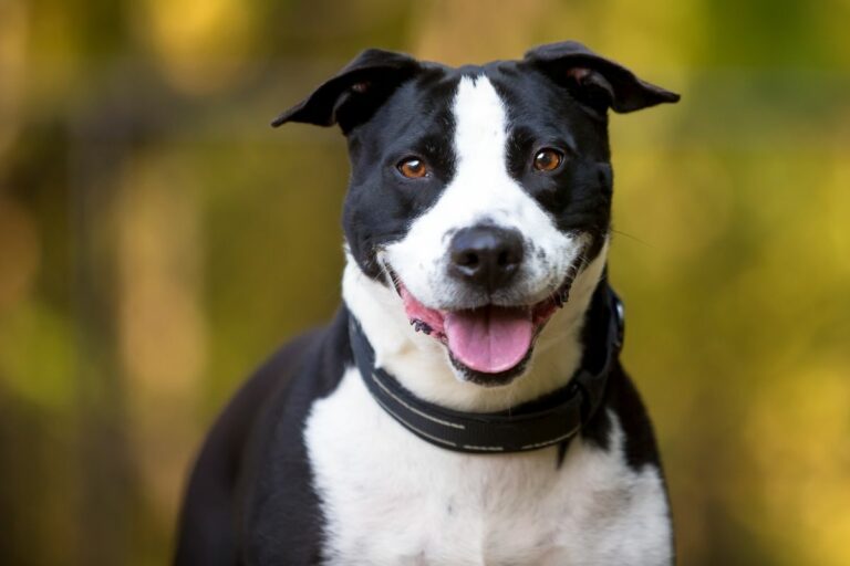 The Black and White Pit Bull – A Quick Guide For 2024