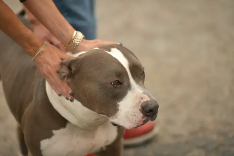 Are Rescue Pit Bulls Safe? 10 Factors To Make You Think!