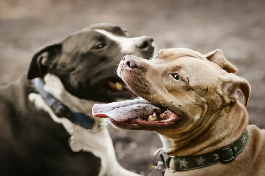 a photo of two pit bulls to show why are so many rescue dogs pit bulls