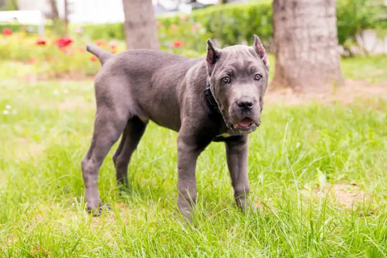American Pit Corso| Pics & why the Cane Corso Pit Bull Mix Is Special