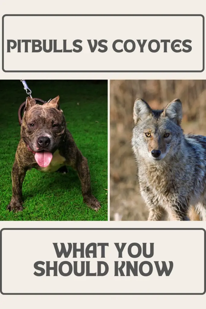 a photo of a pitbull vs coyote